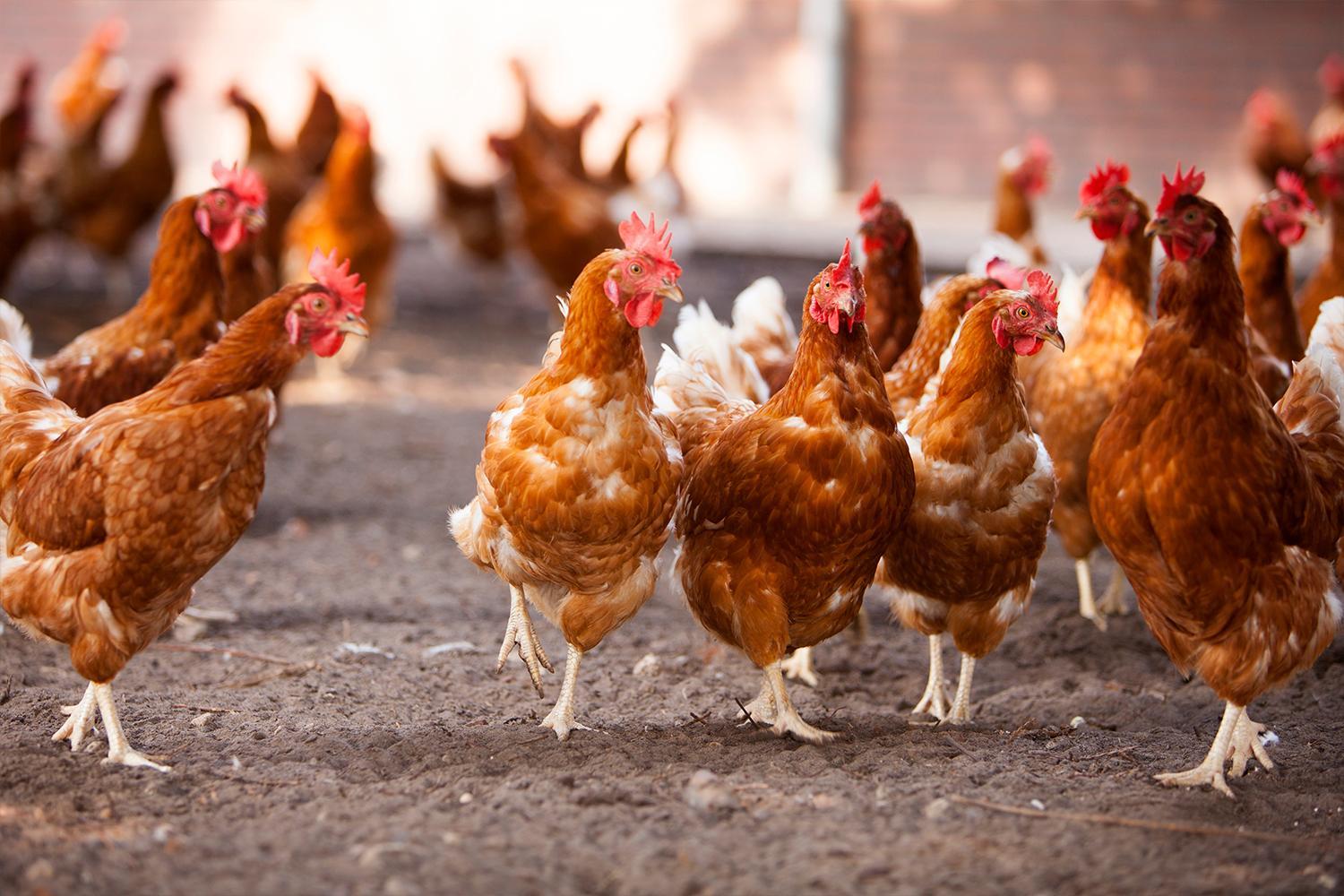We Know Why the Chicken Crossed the Road