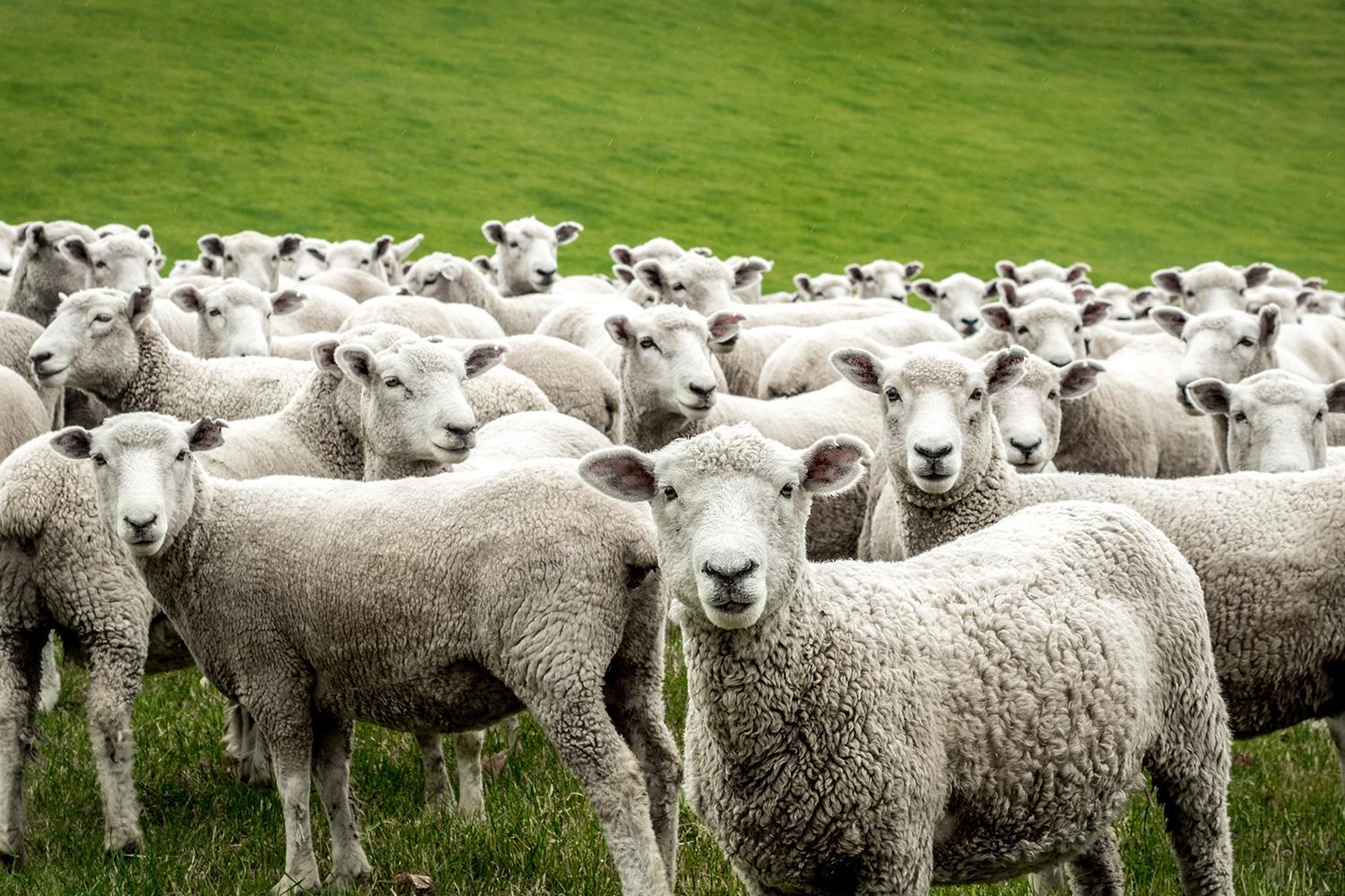 sheep flock