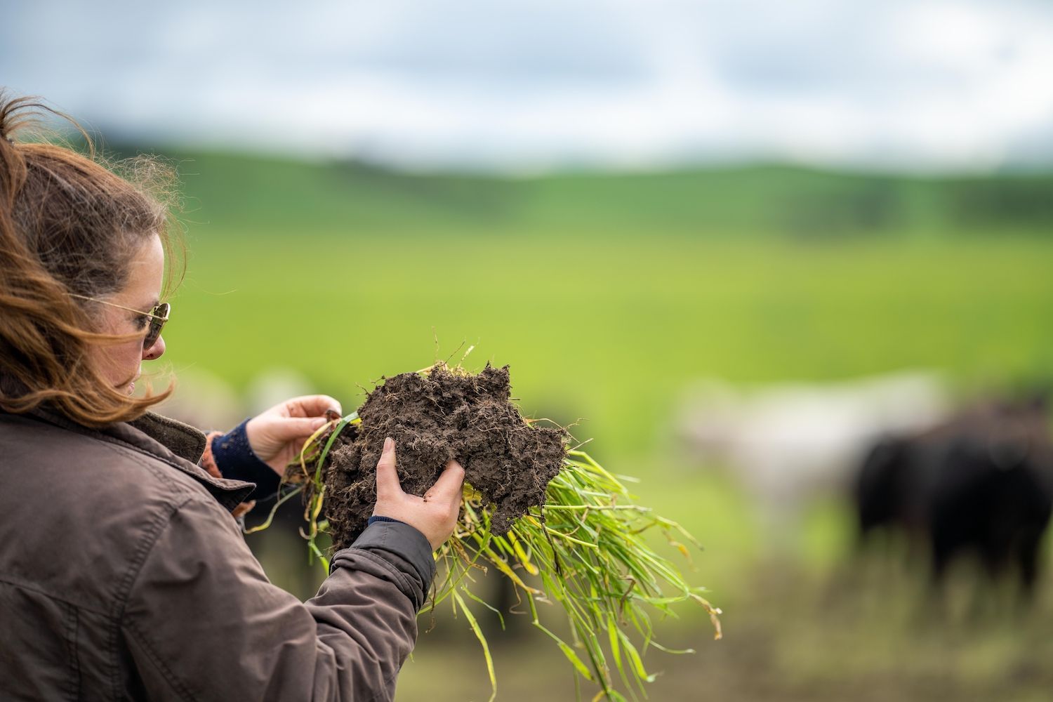 Organic Farming's Remarkable Role in Carbon Capture