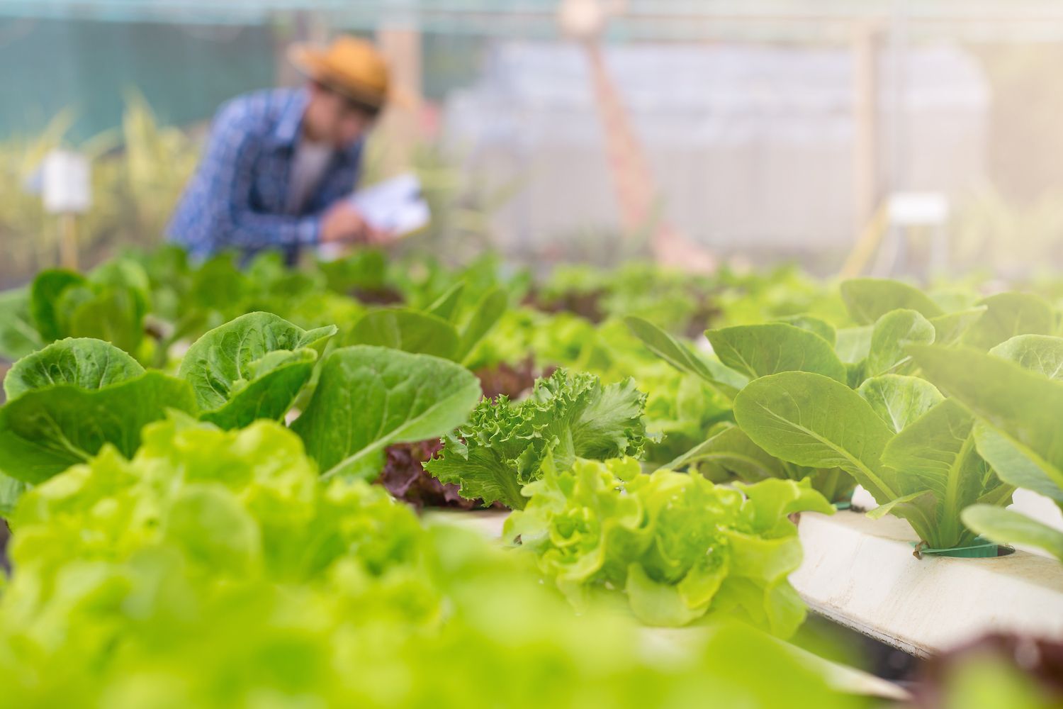 greenhouse full of organic greens