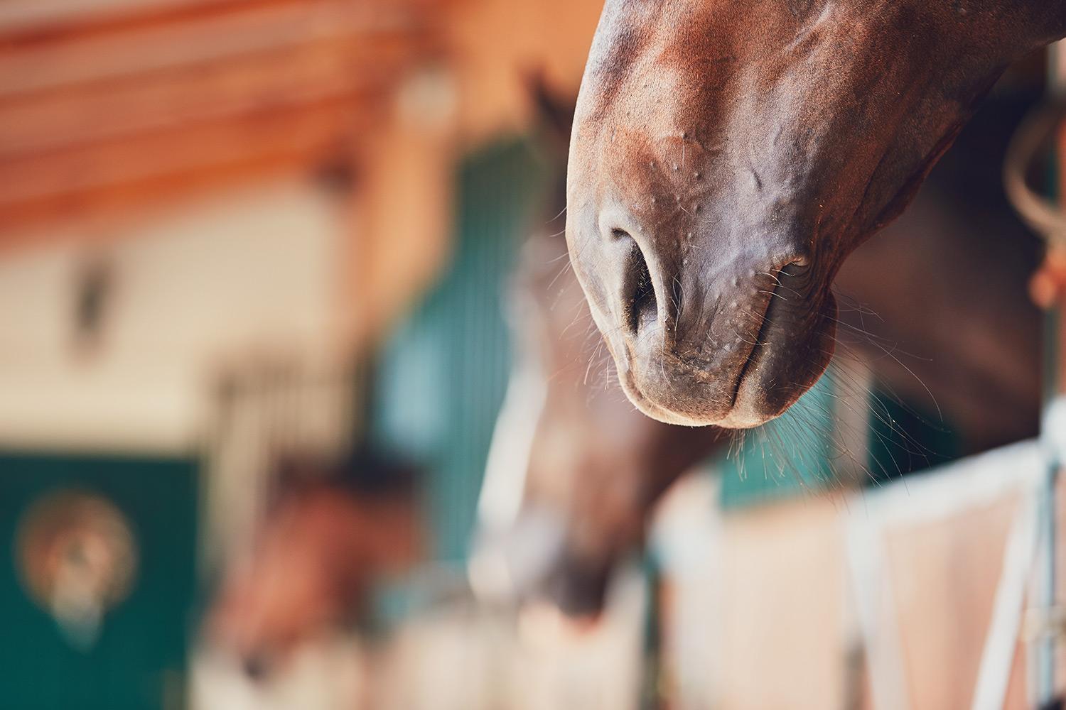 Low Starch Lifestyle: How Horses Can Benefit