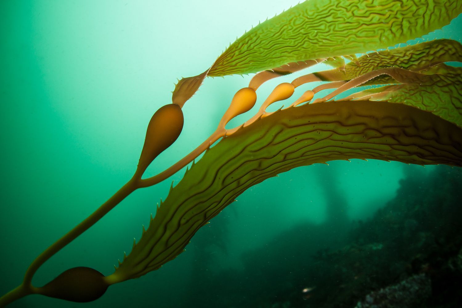 O kelp, how do I love thee? Let me count the ways.