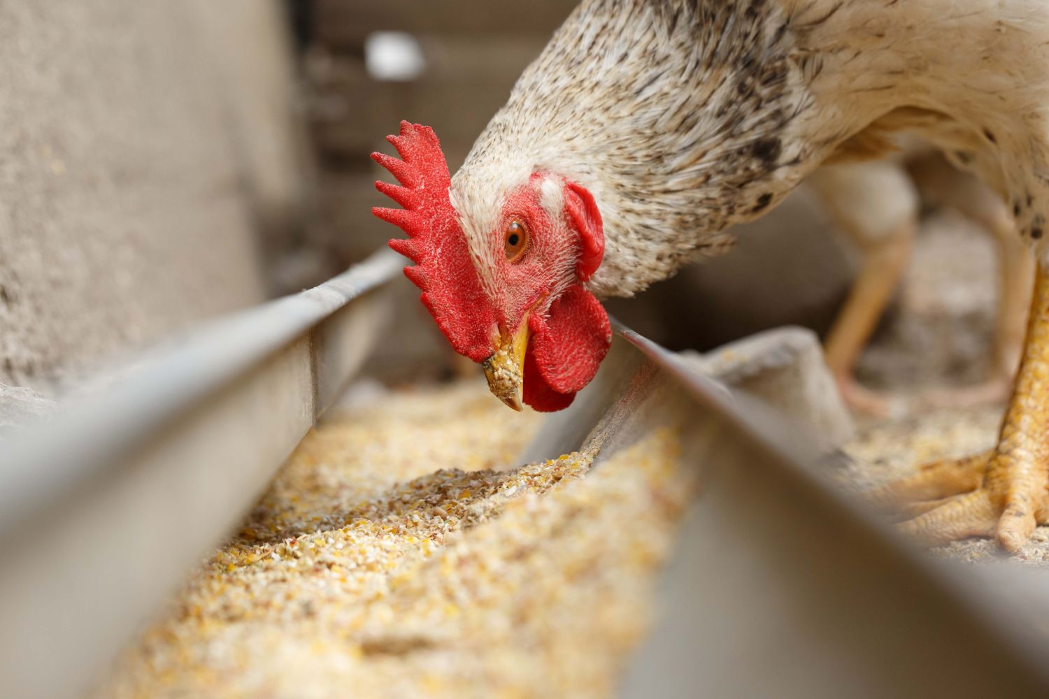 How to Choose The Best Layer Feed for Your Flock