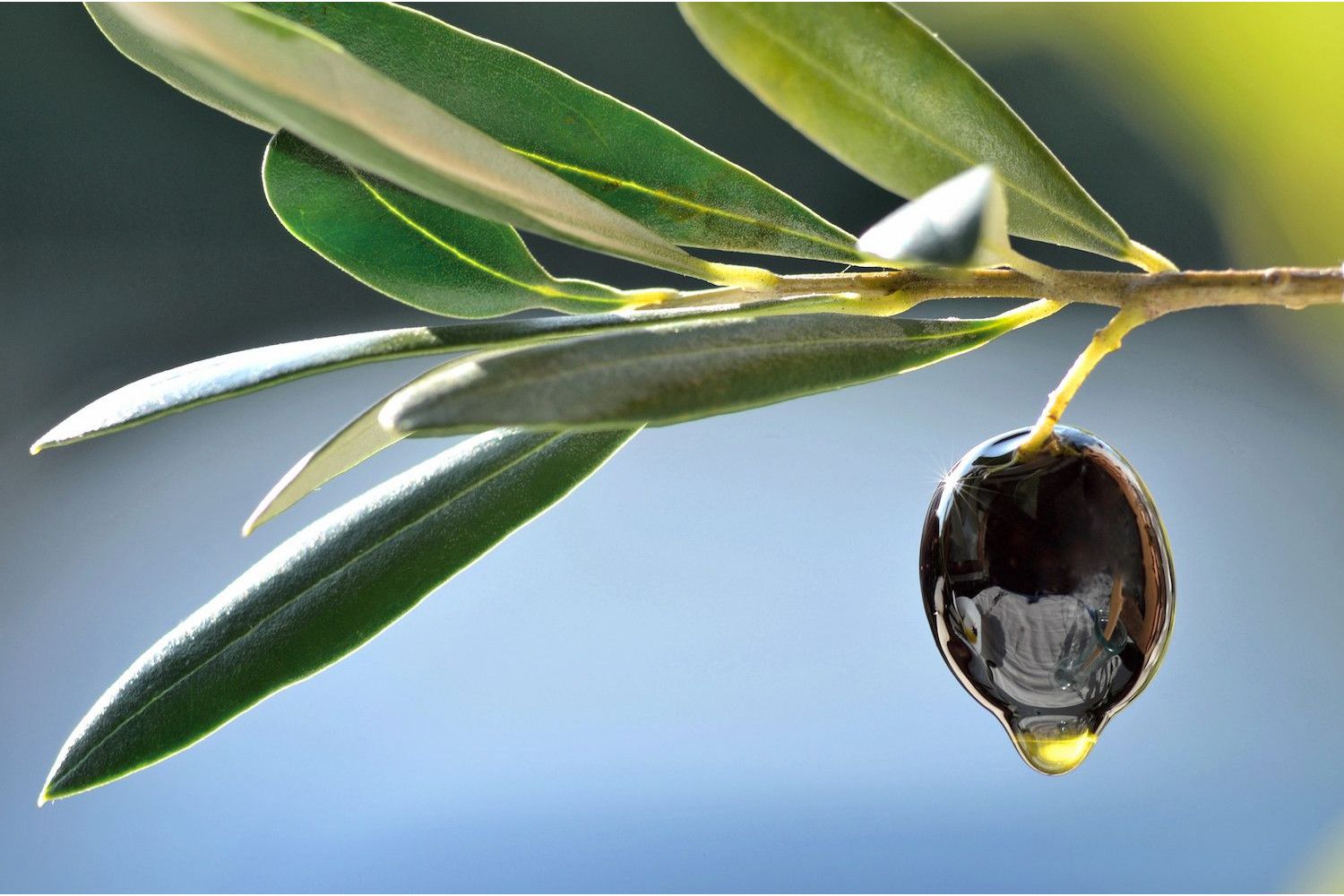 image of olive on a branch with olive oil