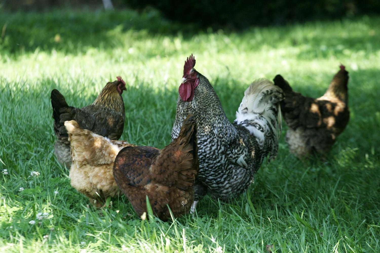 Warmer months: How poultry can benefit from a no-corn diet