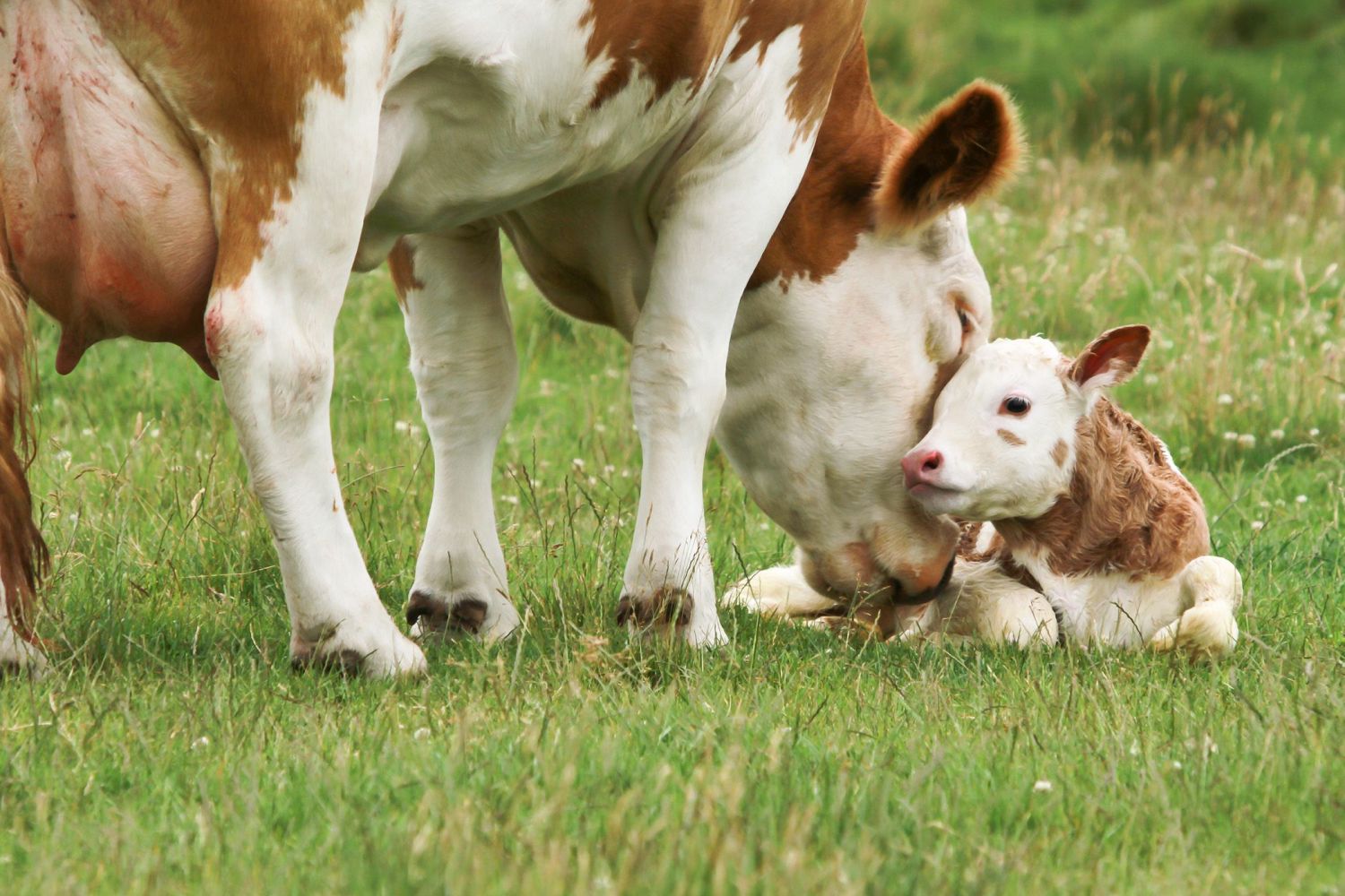 calf and mother