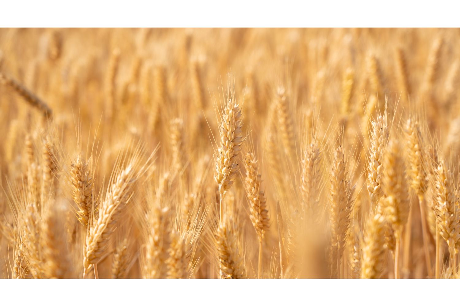 Why Use That?: A Quick Summary of All Our Ingredients