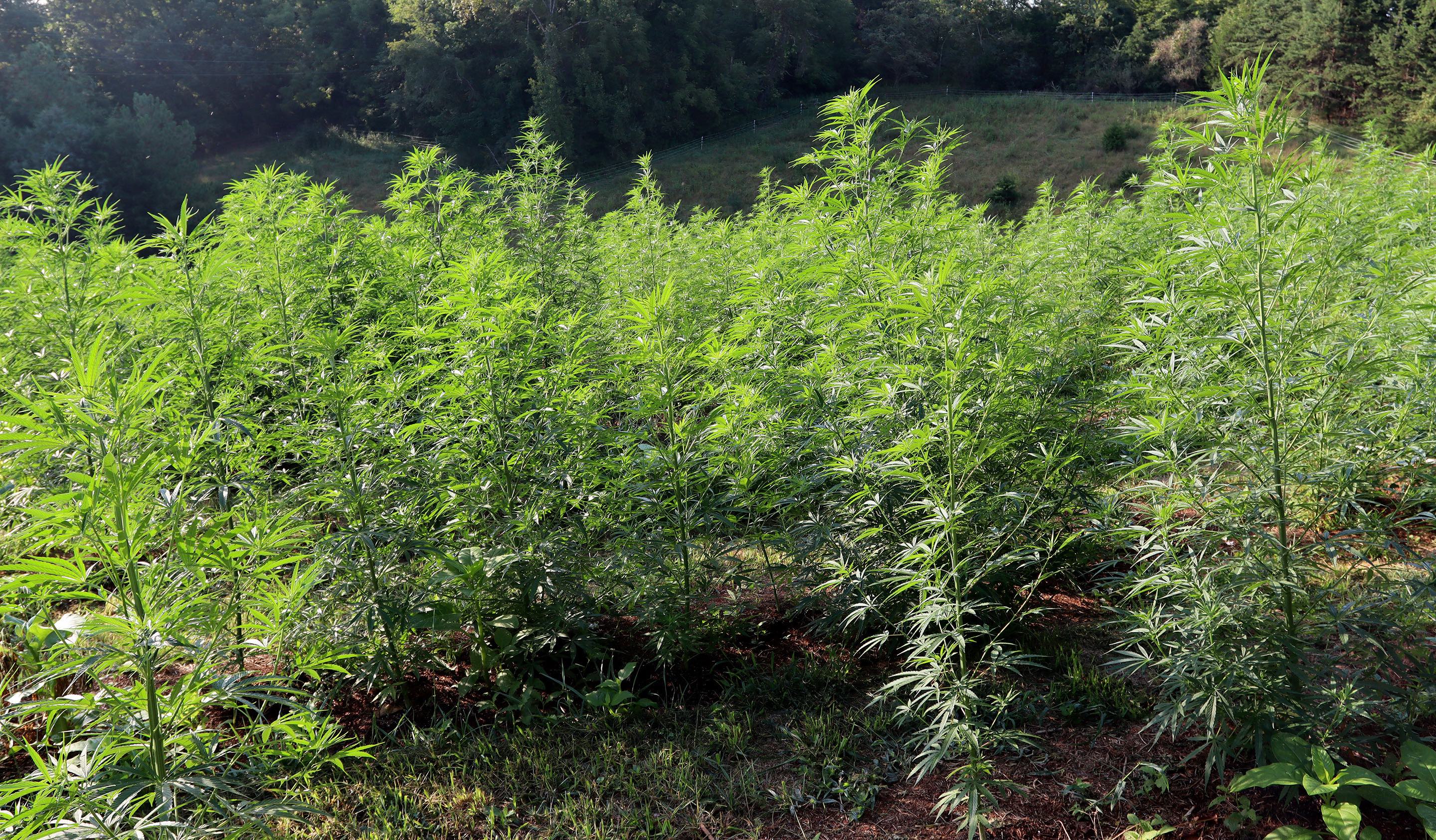 Hemp Production