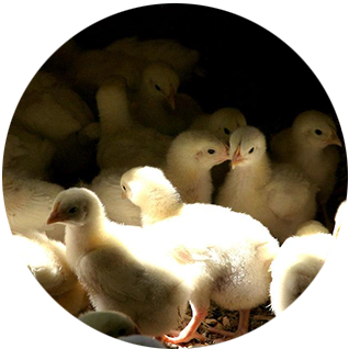 huddled_chicks