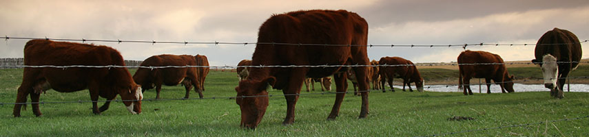 NCO_Org-Care-PG_Section-Top-Images-cattle_855x200
