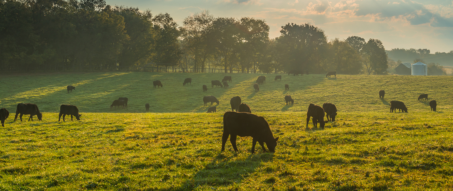 cows on a pasture