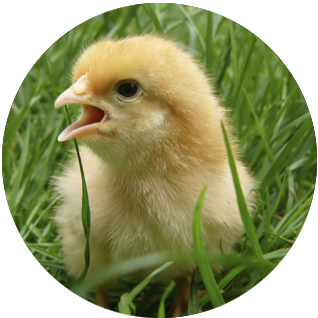 baby_chick_in_the_grass