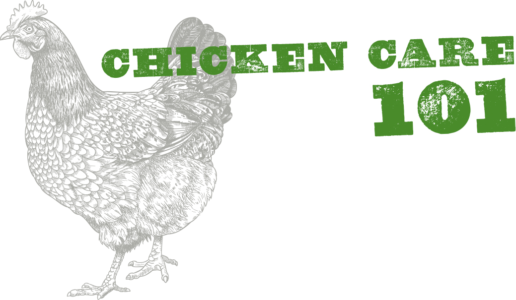 chicken_care_101