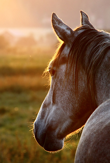 Shop All Equine Products Shop All Equine Products