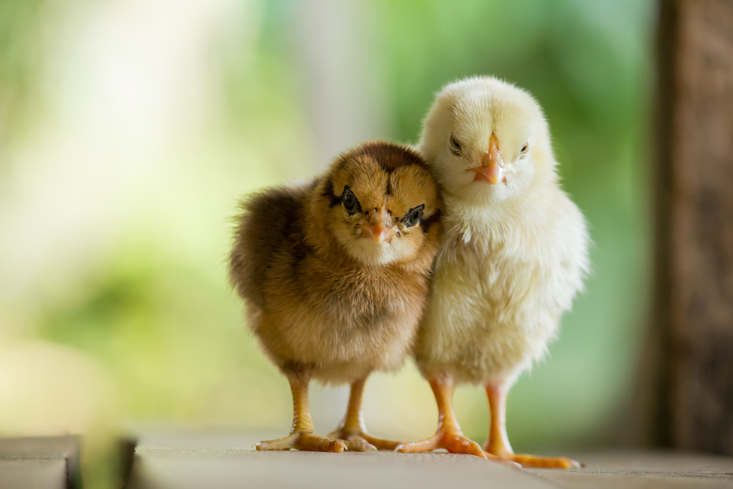 two baby chickens